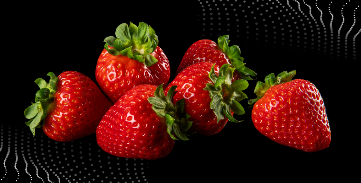 Pioneers of F1 Hybrid Strawberries: Van der Avoird Trayplant