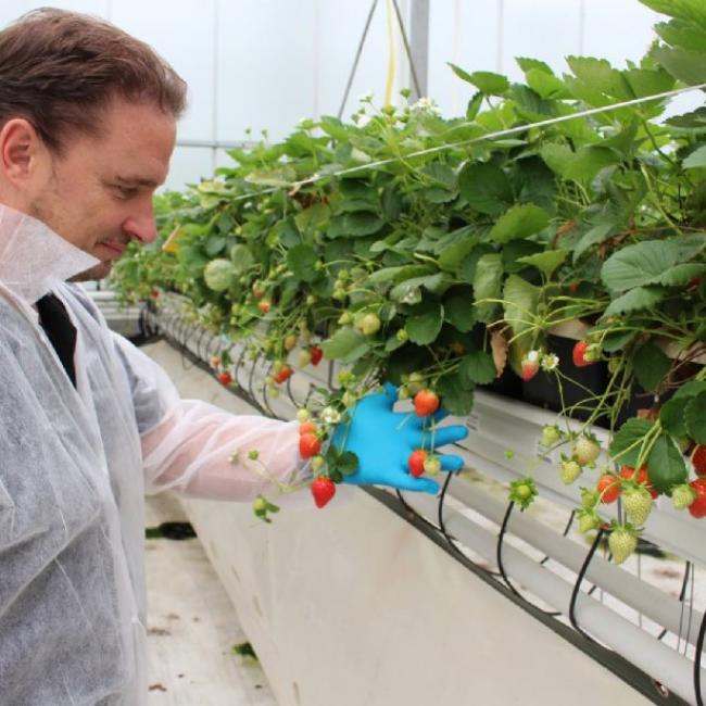 Limgroup introduceert aardbeien uit zaad