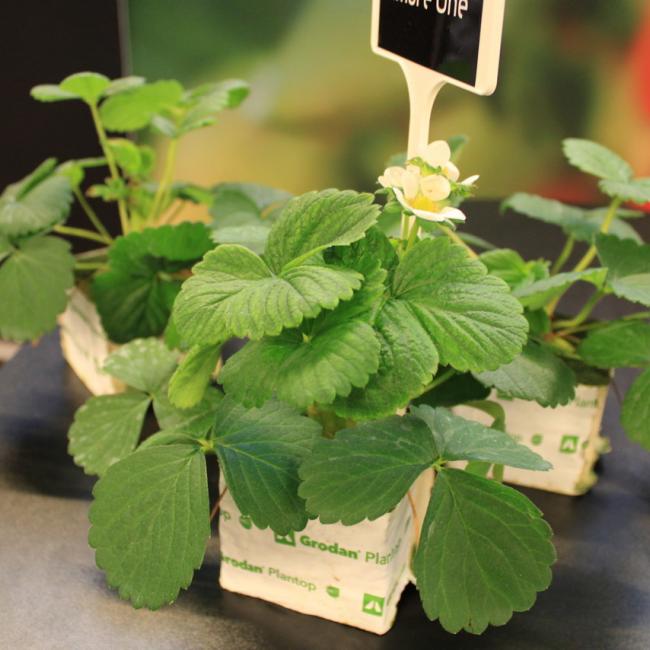 Terugblik op de Aardbeiendag 2025, door Plantum