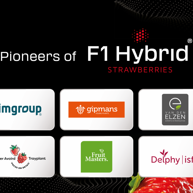 Samen staan we sterker: Pioneers of F1 Hybrid Strawberries