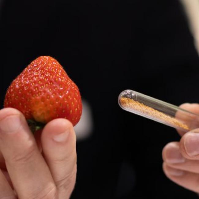 FruitMasters en Limgroup werken aan transitie in aardbeiensector met F1 Hybrid Strawberries